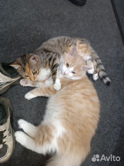 Котята ищут семью
