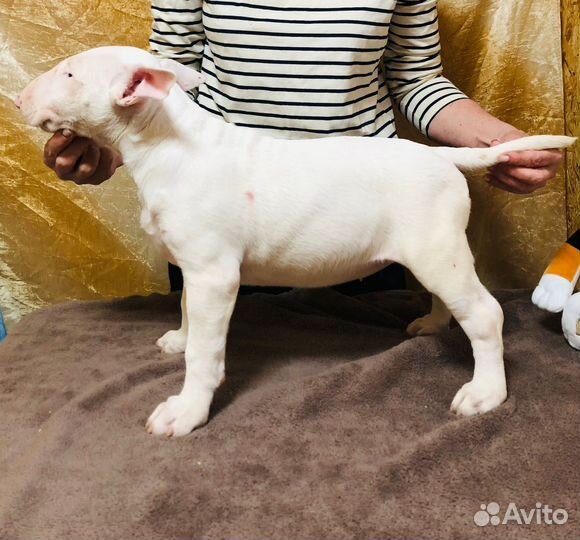 Щенки стандартного бультерьера