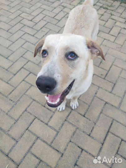 Собака в добрые руки