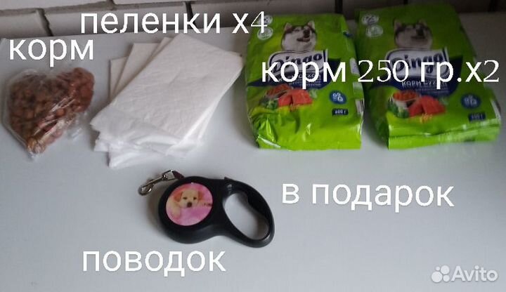 Щенок смесь овчарки и чихуа хуа