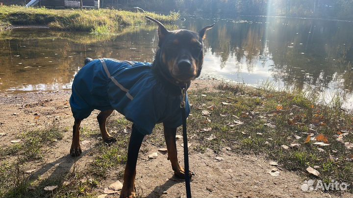 Одежда для собак