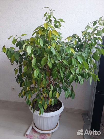 Фикус бенджамина 120см