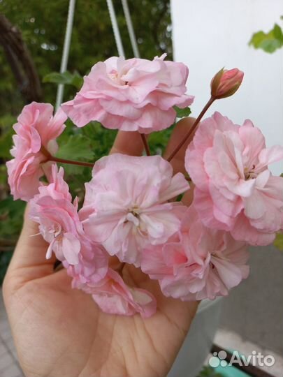 Сортовая Пеларгония 