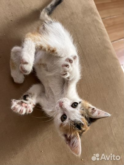 Котята бесплатно