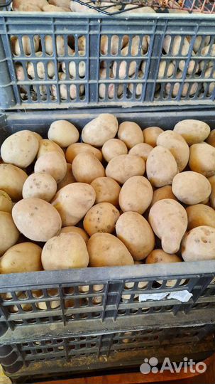 Семенной картофель
