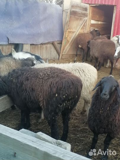 Козы, Бараны