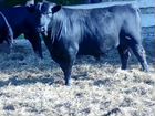 Крс мясной породы: бычки, телочки объявление продам