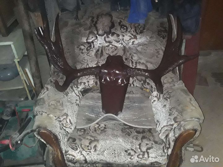Продам рога лося
