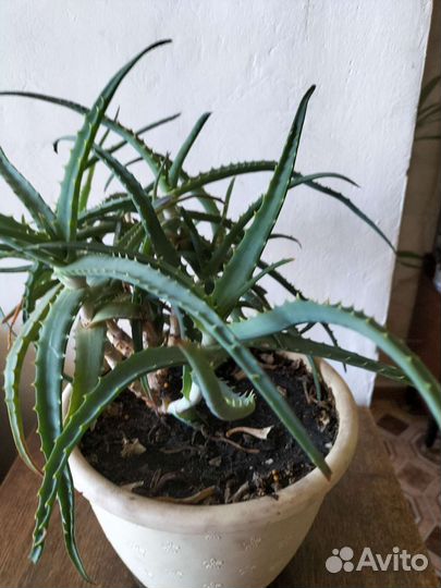 Алоэ столетник