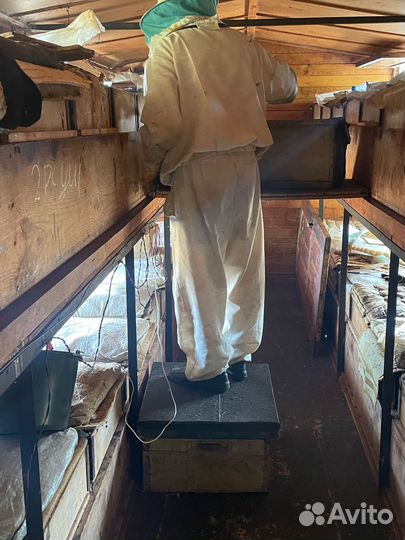 Мед сбор 2024