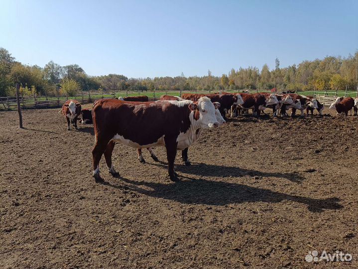 Коровы и телки стельные
