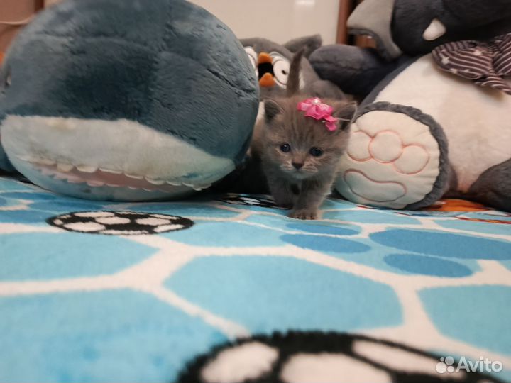 Кошки
