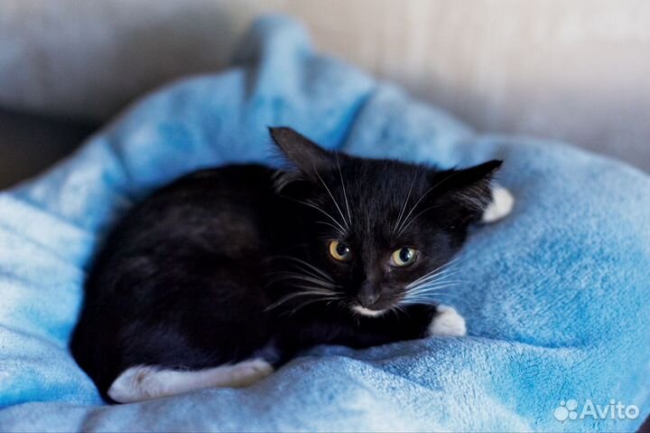 Бездомная малышка (3 месяца) ищет семью