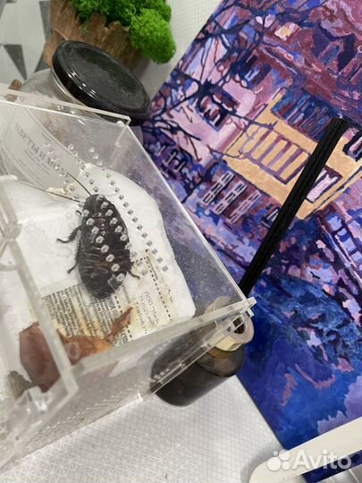 Мадагаскарский таракан