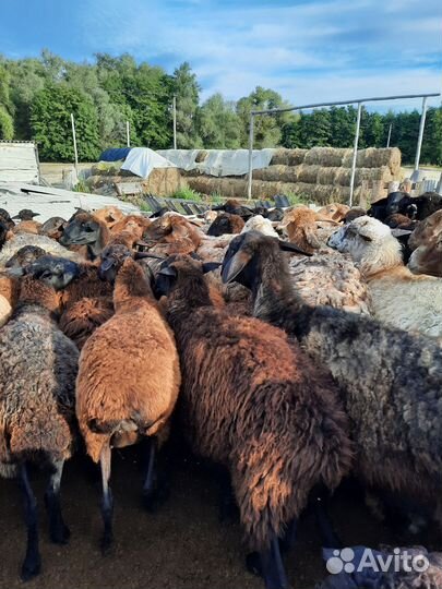Овцы бараны ягнята оптом