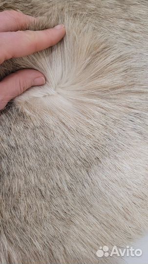 Шкурка животного