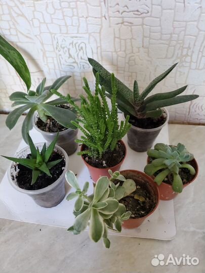 Суккуленты