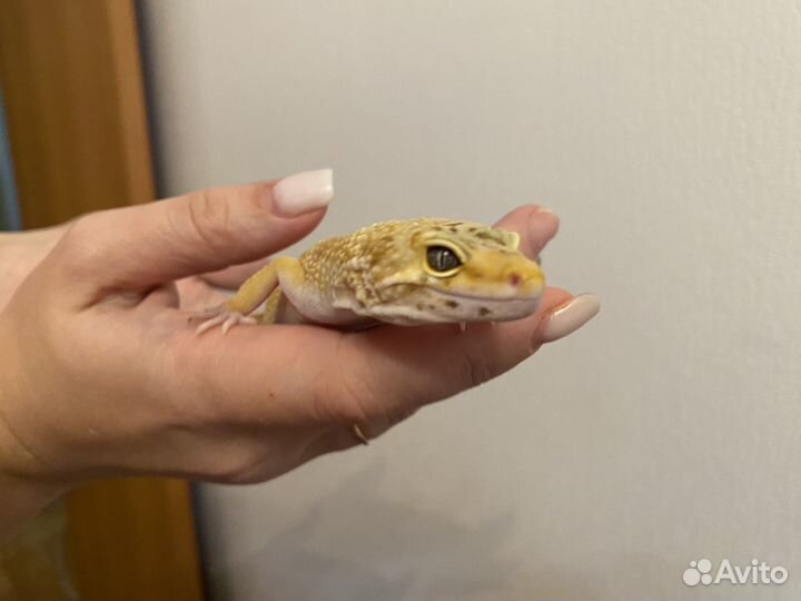 Ящерица эублефар