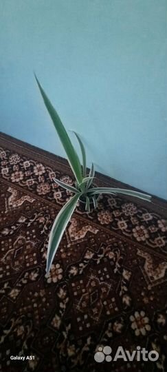 Хлорофитум