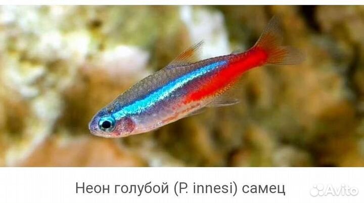 Неон голубой