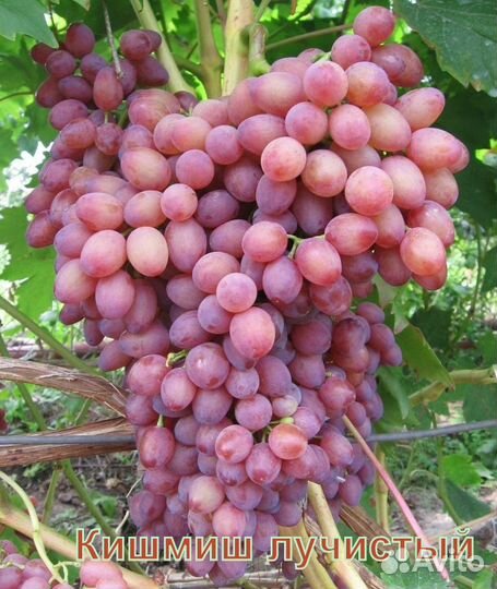 Саженцы винограда