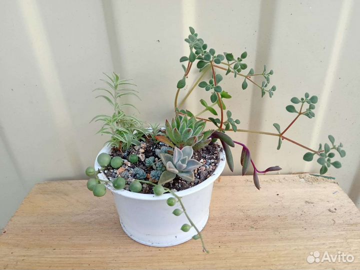 Суккуленты мини садик