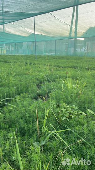 Сеянцы сосны окс от производителя