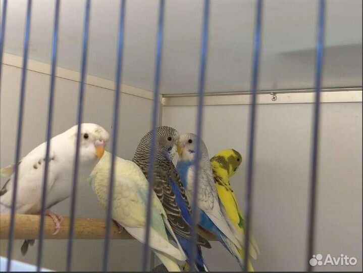 Волнистые ручные попугаи