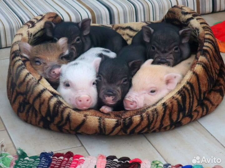 Микро пиги, мини пиги, микропиги, минипиги