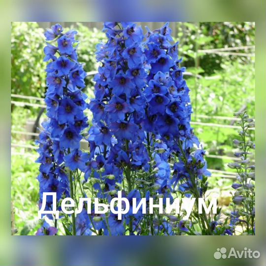 Цветы многолетние