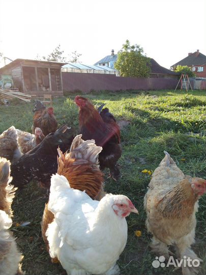 Куры и петухи брама