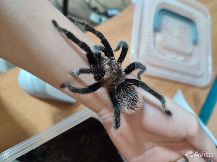 Паук птицеед альба