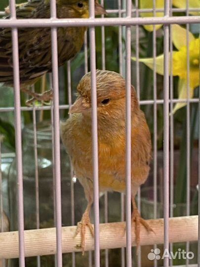Кенара и канарейки