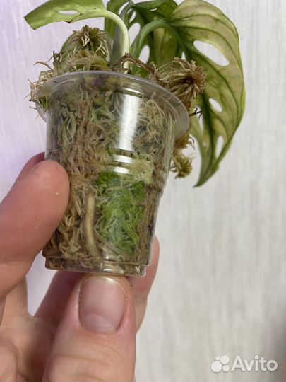 Монстера Адамсона Архипилаго