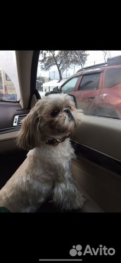 Кабель Ши-тцу ищет невесту для разовой вязки