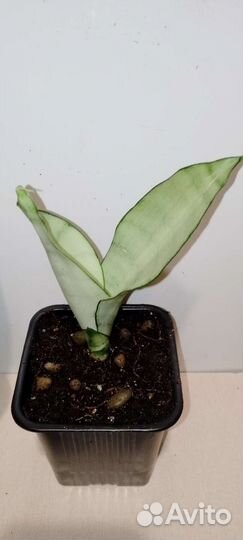 Сансевиерия муншайн