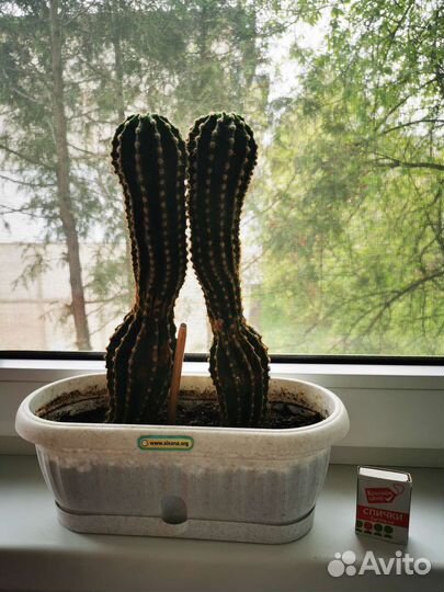 Кактусы и суккуленты