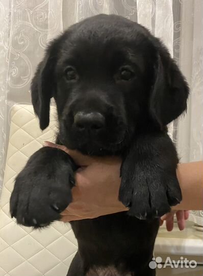 Щенки лабрадора