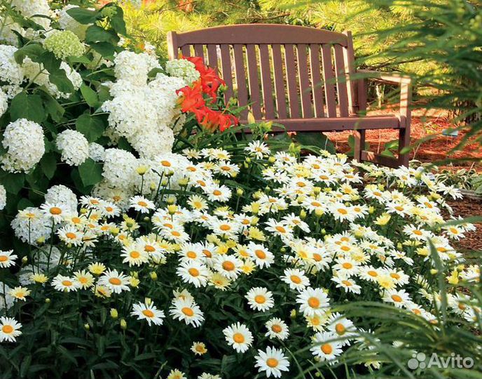 Ромашка нивяник