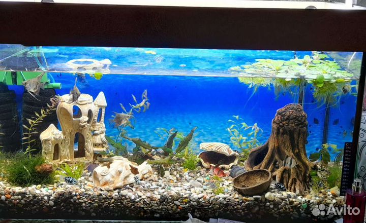 Аквариум