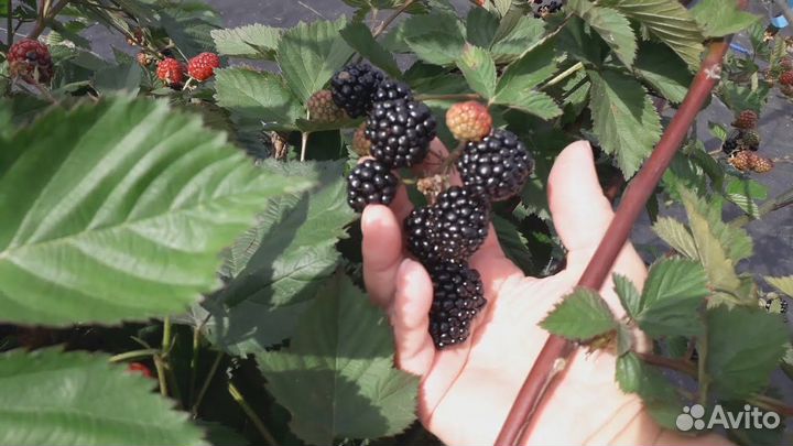 Саженцы ежевики блек джем корона небеса