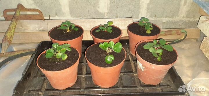 Ампельная Клубника ремонтантная