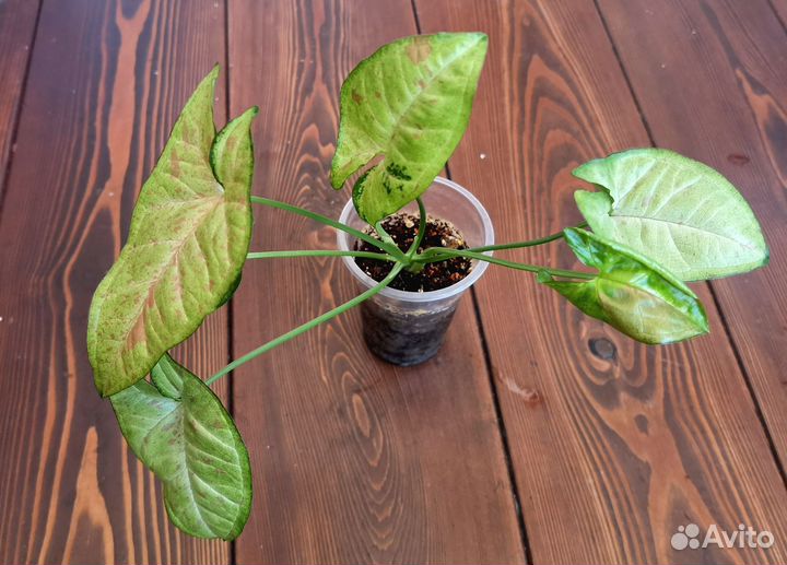 Сингониумы