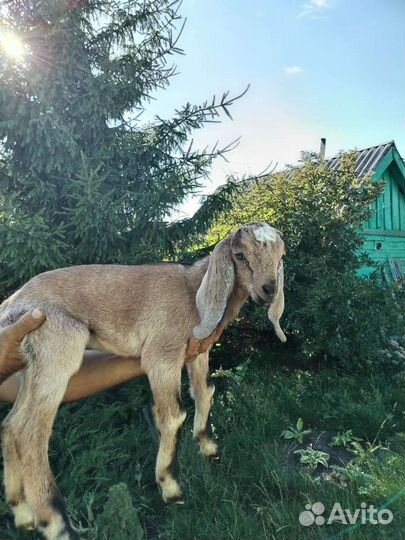 Коза нубийская