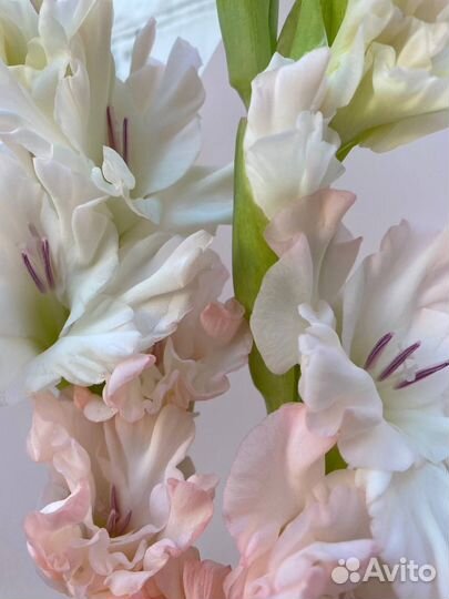 Гладиолусы