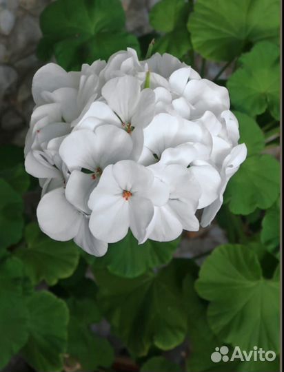 Пеларгония (герань)