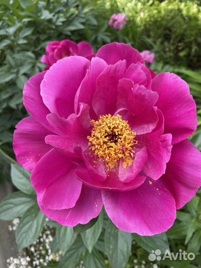 Пионы большими кустами -цветущие