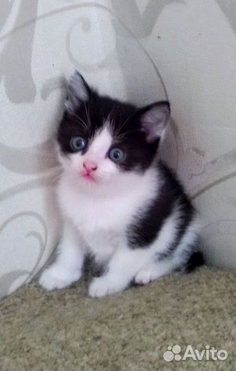 Котята, бесплатно