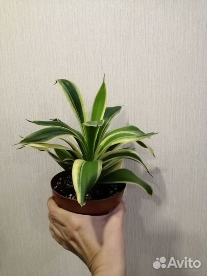 Сансевьерия крео