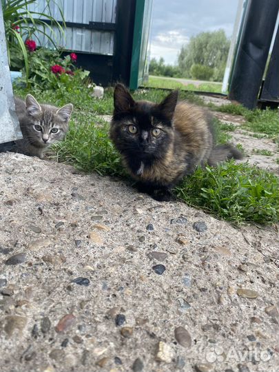Домашние котята